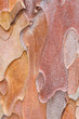 pine bark