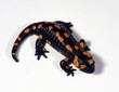 Feuersalamander_111609