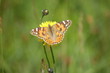 Schmetterling auf Blüte