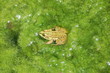 Frosch im Algenteich