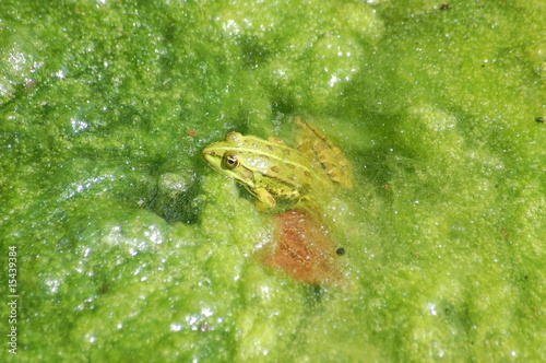 Foto: Frosch im Algenteich Frosch im Algenteich