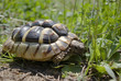 Hermann's tortoise in garden Hermann's tortoise in garden