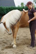 Pferd