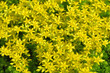 Goldmoss Stonecrop (Sedem Acre) Goldmoss Stonecrop (Sedem Acre)