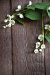 branch of jasmine