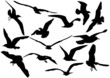 Flying sea-gulls vector illustration Flying sea-gulls vector illustration