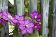 Clematis an einem Zaun
