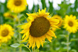 Sonnenblumen aus Wels Sonnenblumen aus Wels