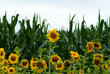 Sonnenblumen aus Wels Sonnenblumen aus Wels