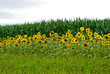 Sonnenblumen aus Wels Sonnenblumen aus Wels