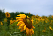 Sonnenblumen aus Wels Sonnenblumen aus Wels