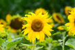 Sonnenblumen aus Wels Sonnenblumen aus Wels