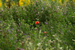 Sommerwiese Sommerwiese