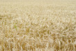Kornfeld im Sommer Kornfeld im Sommer