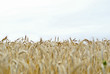 Kornfeld im Sommer Kornfeld im Sommer