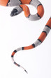 Lampropeltis Alterna Blair