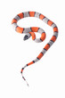 Lampropeltis Alterna Blair