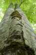 Big tree