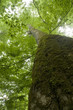 Big beech tree