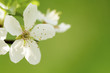 white tree flowers