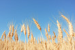 Yellow grain ready for harvest