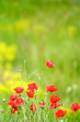 Red poppies on green field