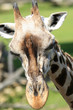 Giraffen Kopf