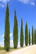 Zypressen Allee, Wanderweg, Toskana, Italien