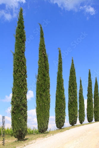 Foto: Zypressen Allee, Wanderweg, Toskana, Italien Zypressen Allee, Wanderweg, Toskana, Italien