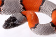 Coral snake