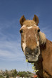 pferd