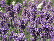 Lavendel Lavendel