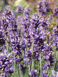 Lavendel Lavendel