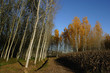 alberi 244