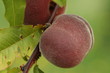 pêche