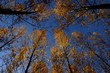 alberi 246