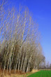 alberi 309