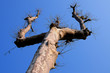 alberi 312