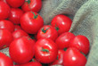 erntefrische Tomaten im Sack erntefrische Tomaten im Sack