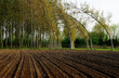 alberi 376