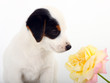 Jack Russell Terrier
