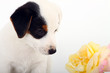 Jack Russell Terrier