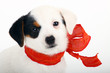 Jack Russell Terrier