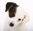 Jack Russell Terrier