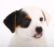 Jack Russell Terrier
