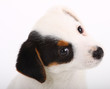 Jack Russell Terrier