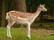 Damwild