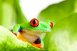 frog on a leaf