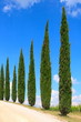 Zypressen mit Weg, Val d'Orcia, Himmel,Toskana,Italien