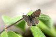 Papillon Minime (Cupido minimus)